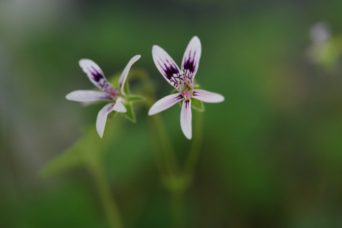 PELARGONIUM iocastrum image 0