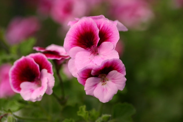 PELARGONIUM The Tamar image 0