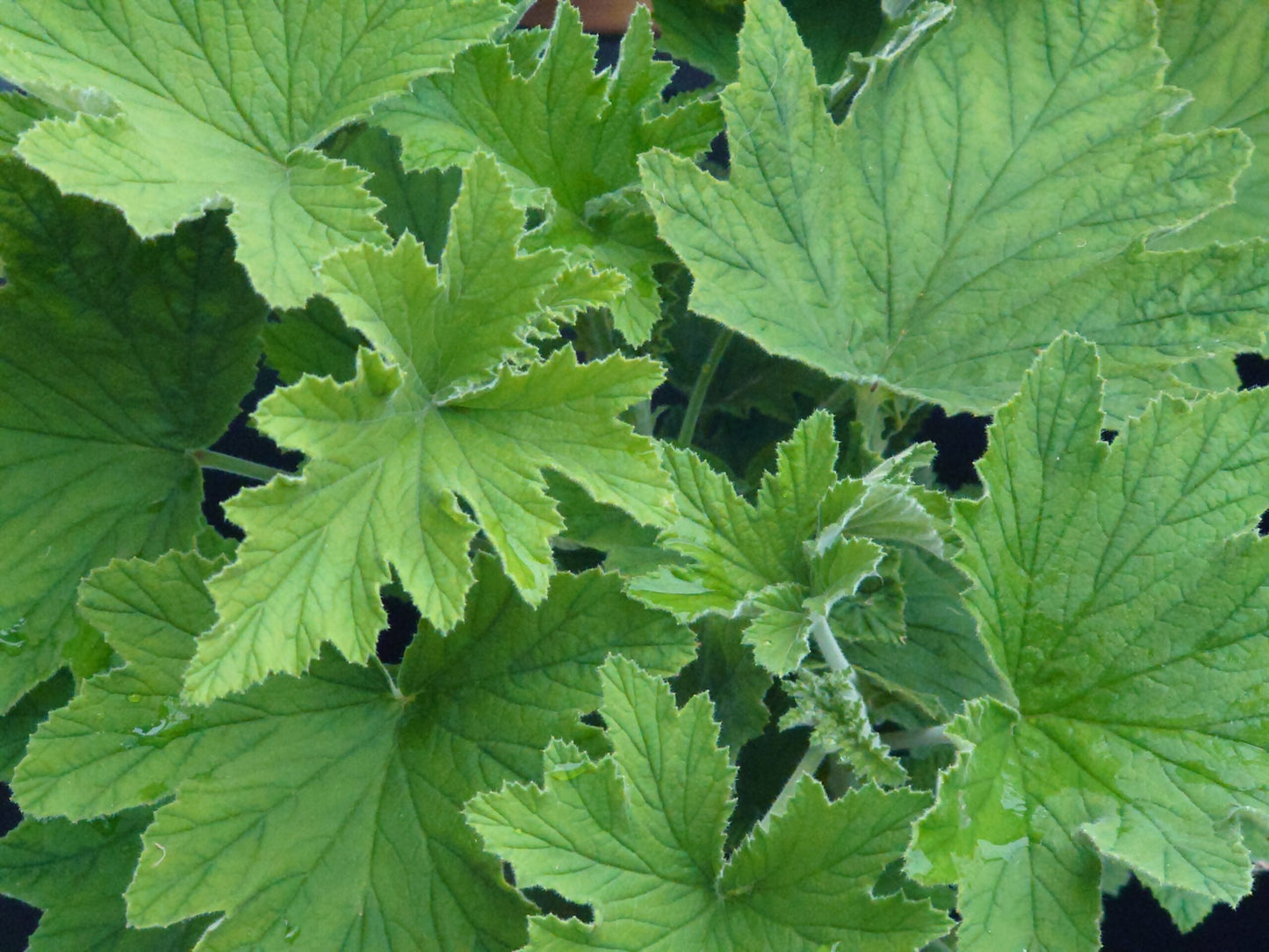 PELARGONIUM Grace Thomas image 1