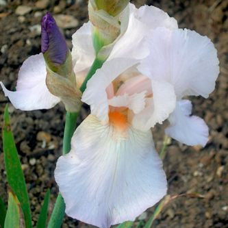 IRIS Benton Cordelia image 0