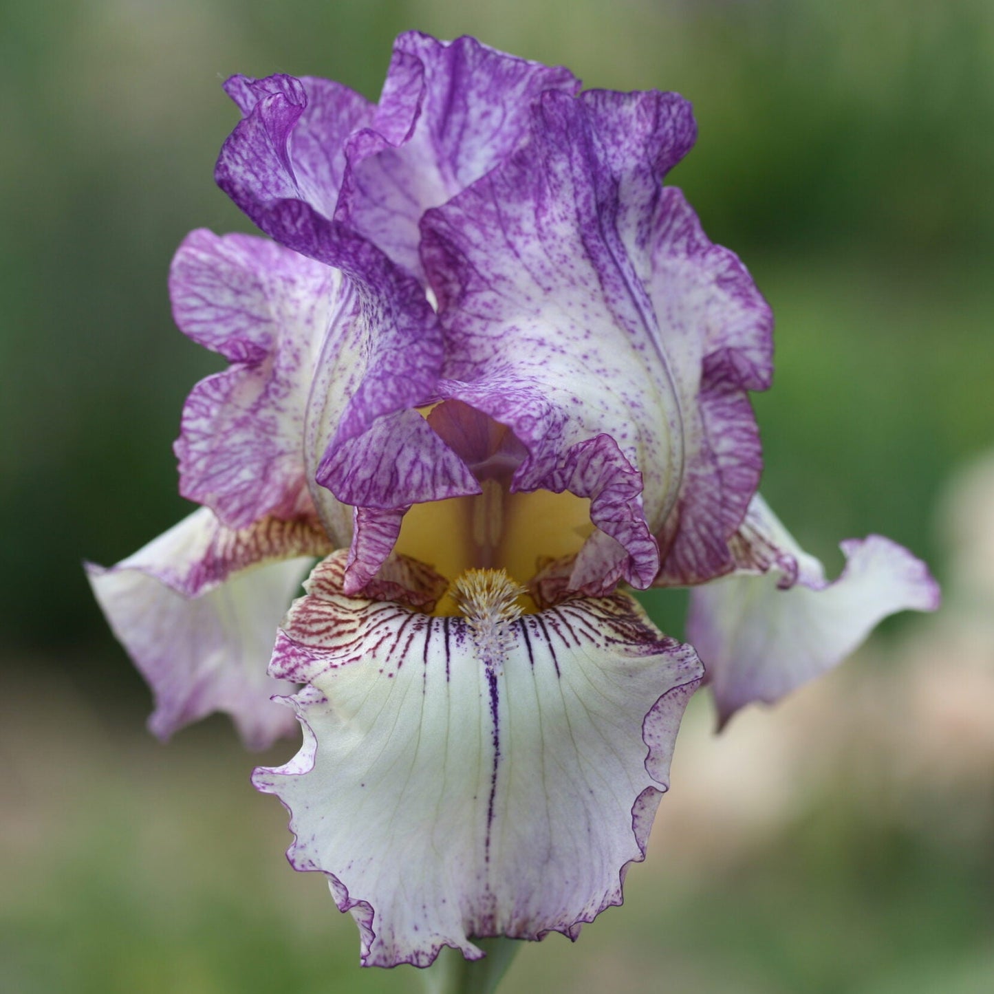 IRIS Autumn Tryst image 0