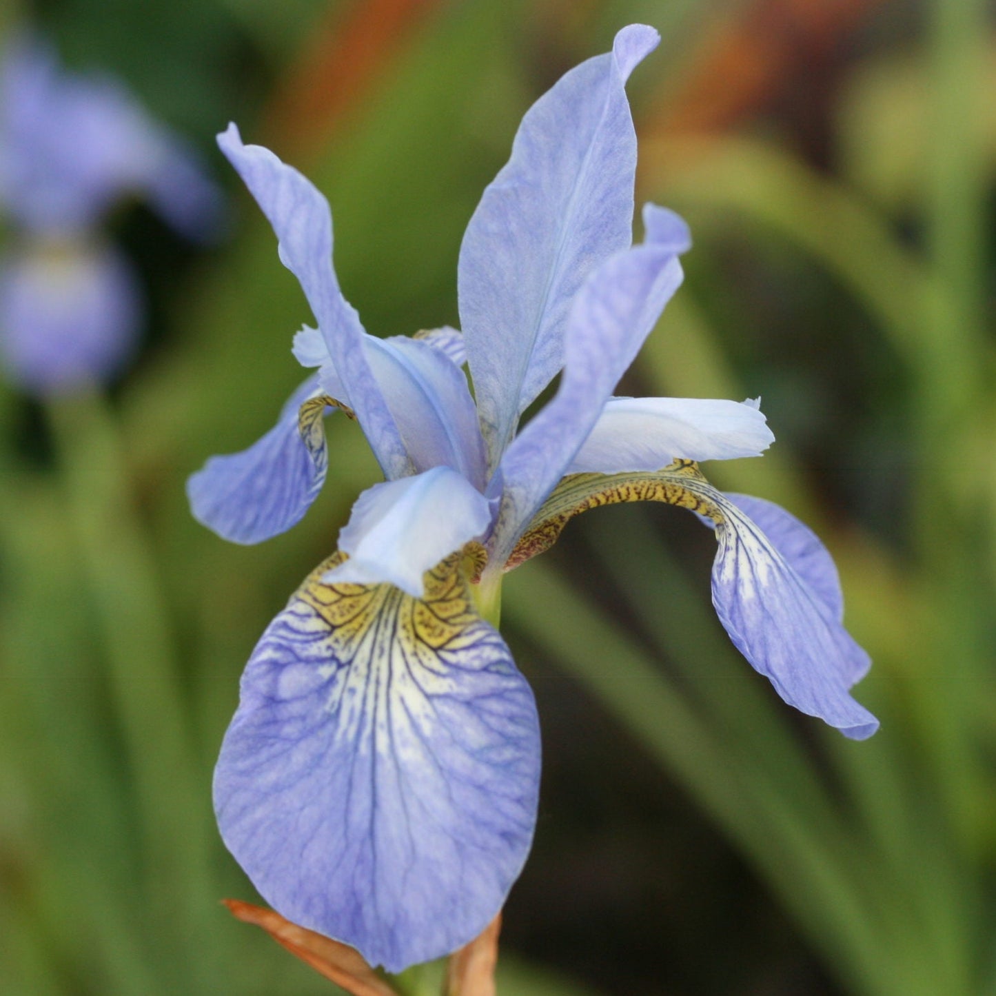 IRIS sibirica Perry’s Blue image 0