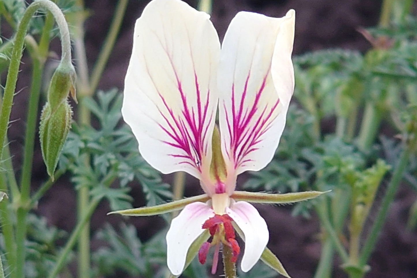 PELARGONIUM longicaule image 0