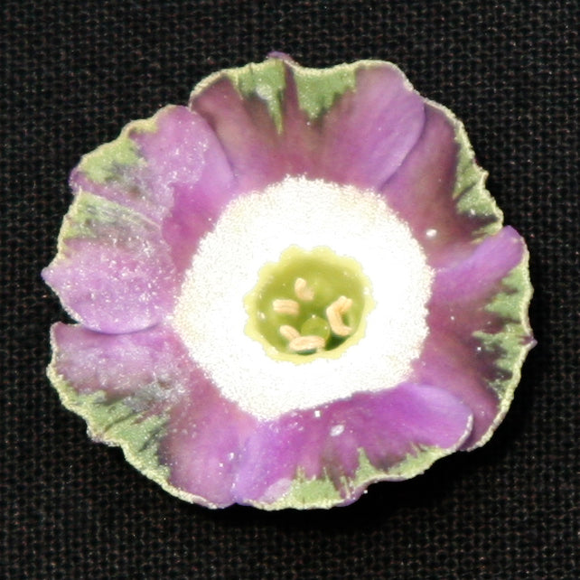 PRIMULA auricula Crimple image 0