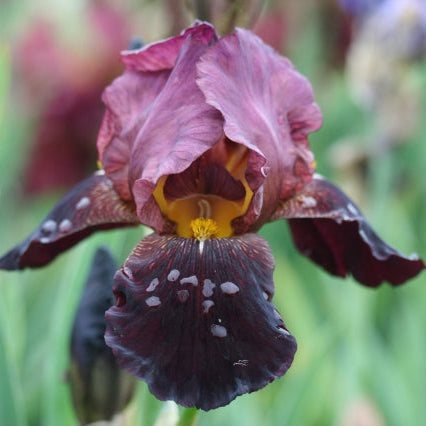 IRIS Benton Caramel image 0