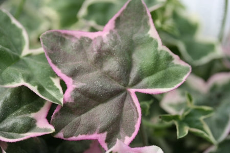 PELARGONIUM L Elegante image 2