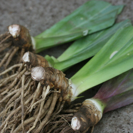 IRIS Apricot Drops image 3