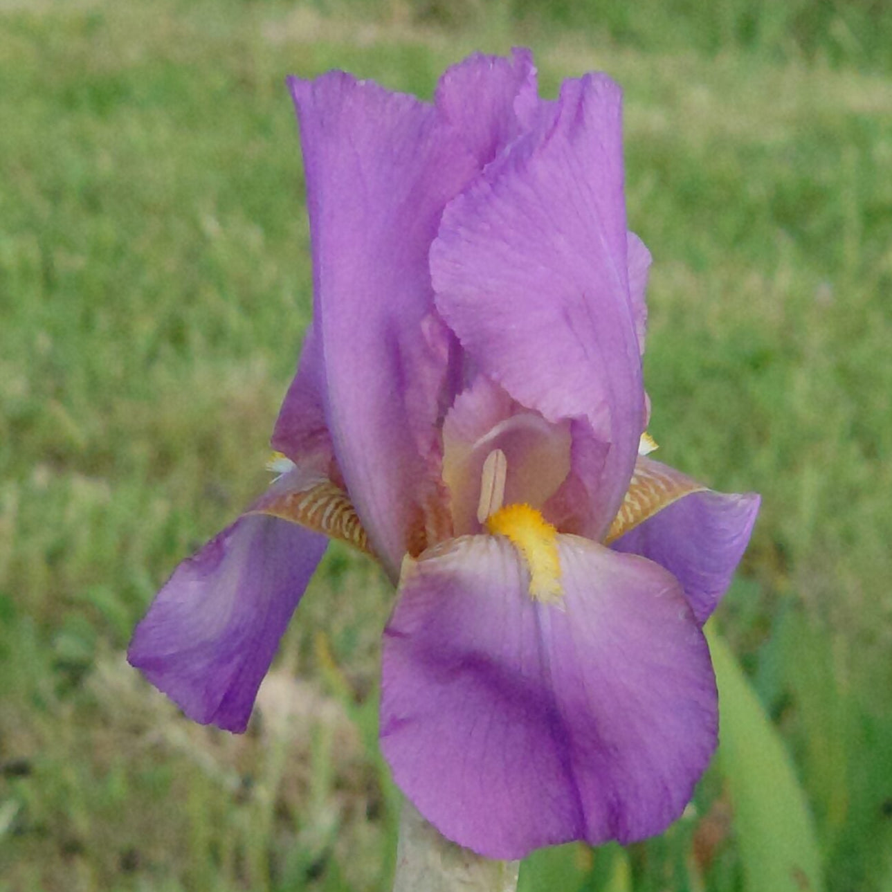 IRIS Benton Old Madrid image 0