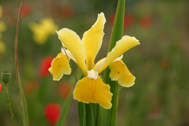 IRIS spuria Full Sun image 0