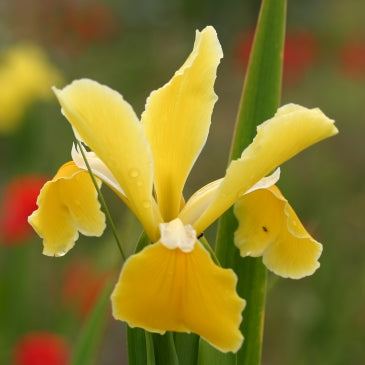 IRIS spuria Full Sun image 0