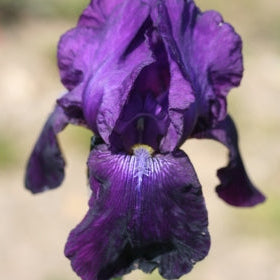 IRIS Sign Of Leo image 0