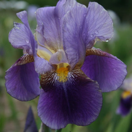 IRIS Lent A Williamson image 0