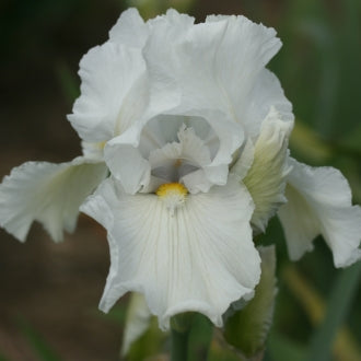 IRIS Second Wind image 0
