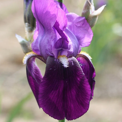 IRIS Indian Hills image 0