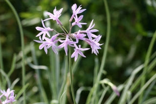 TULBAGHIA violacea Silver Lace image 0