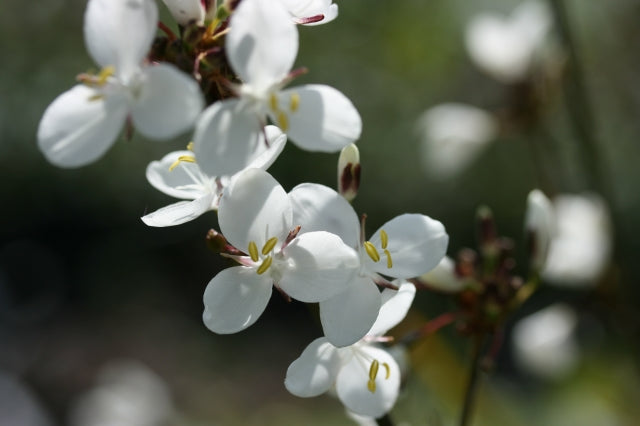 LIBERTIA grandiflora image 0