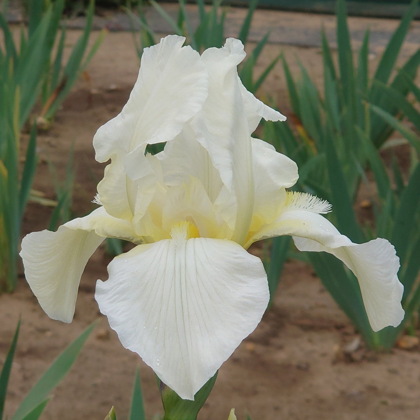 IRIS Lugano image 0