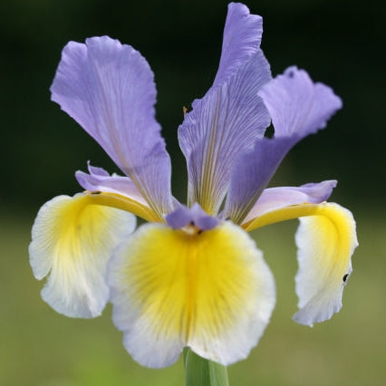 IRIS spuria Port of Call image 0