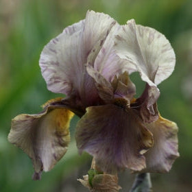 IRIS Jungle Shadows image 0