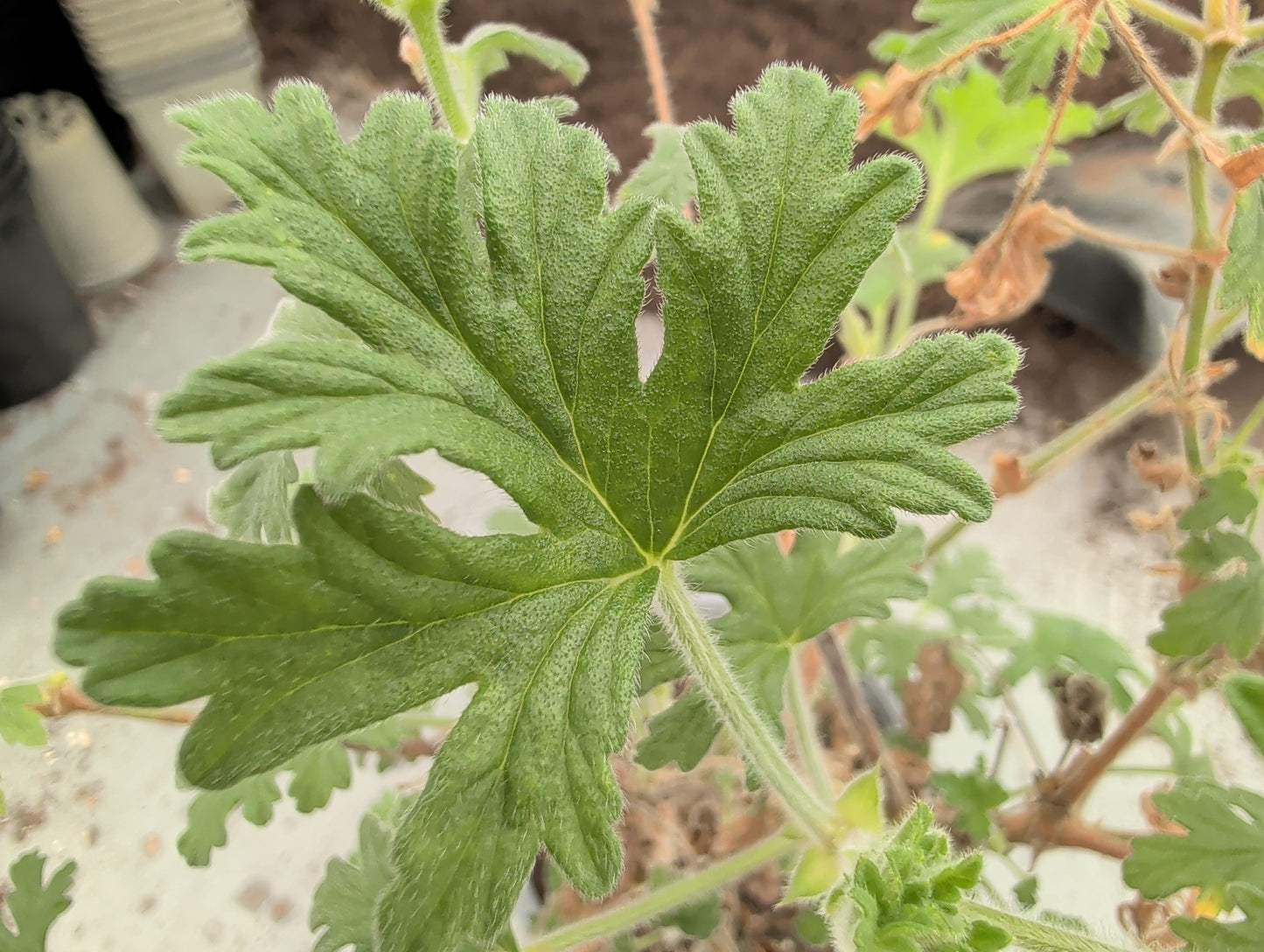 PELARGONIUM Rollers Satinique