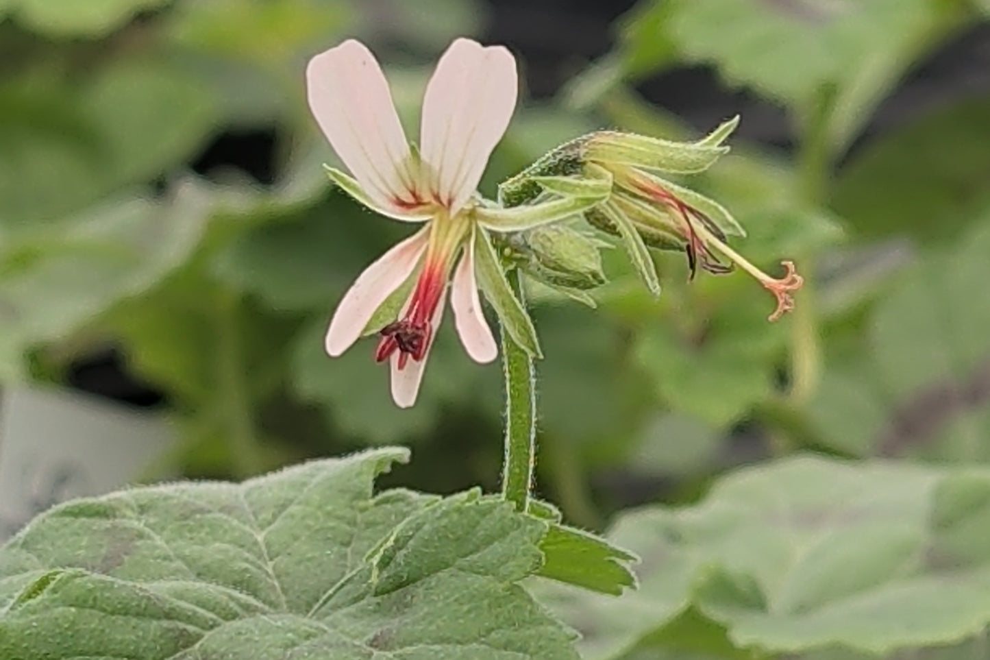 PELARGONIUM mutans