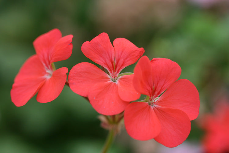 Pelargonium Zonal Stellar & Decorative Leaf