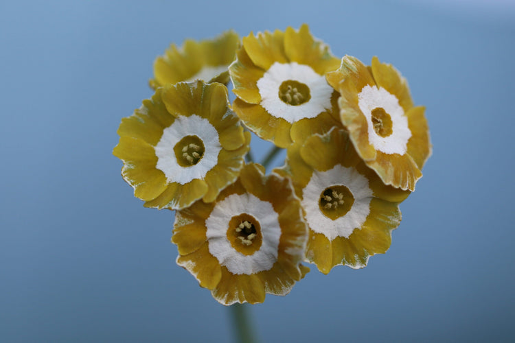 Auricula Fancy
