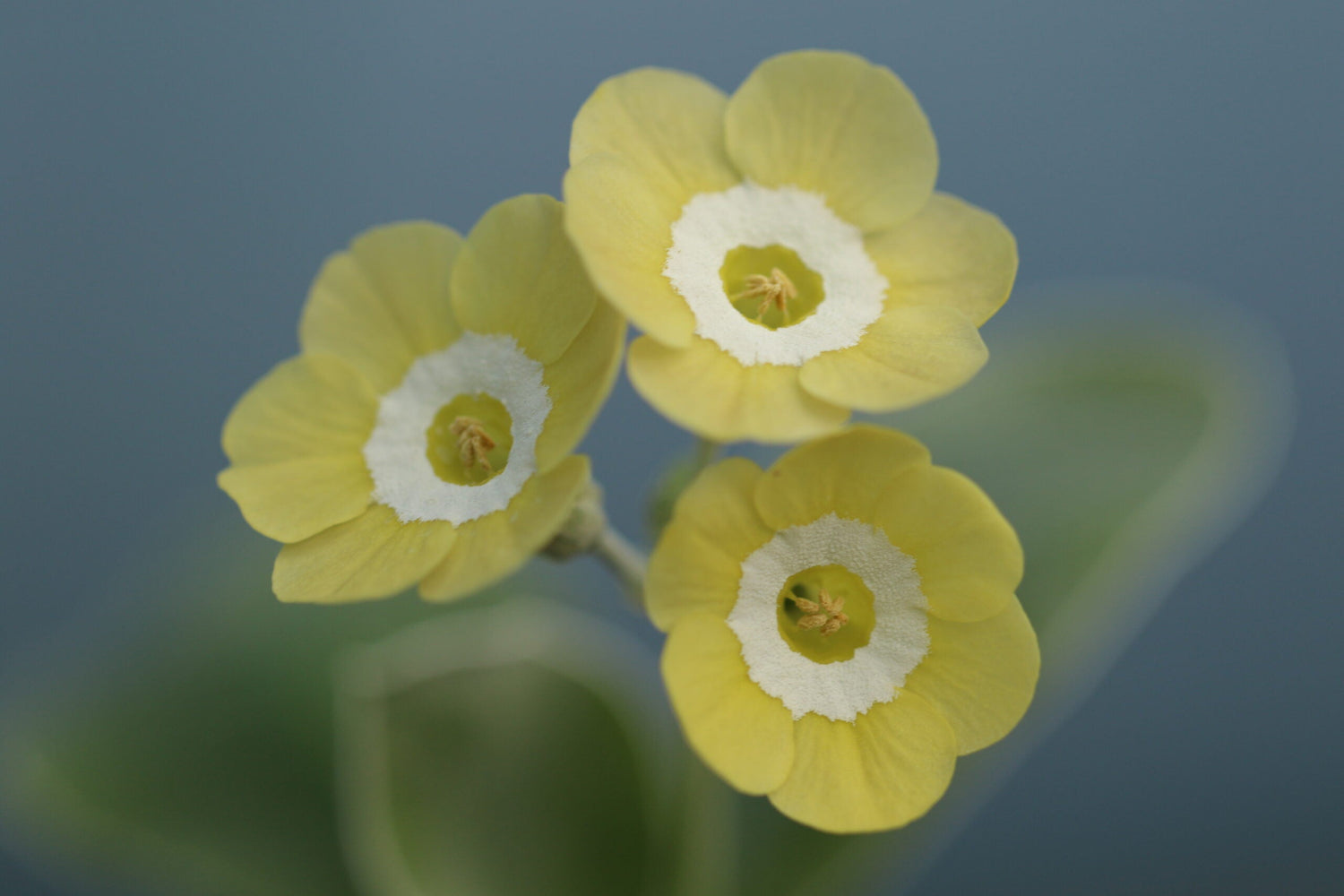 Auriculas