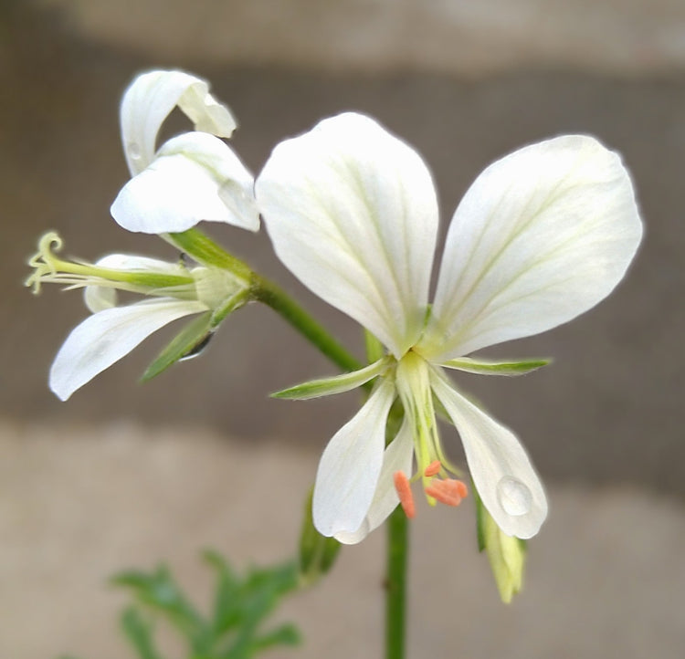 Pelargoniums