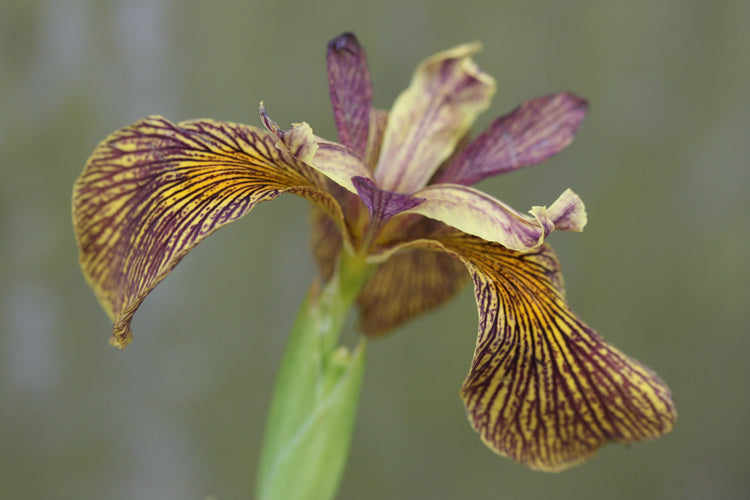 Other Iris