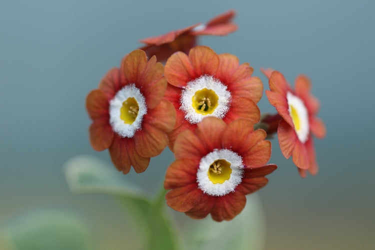 Auricula Border