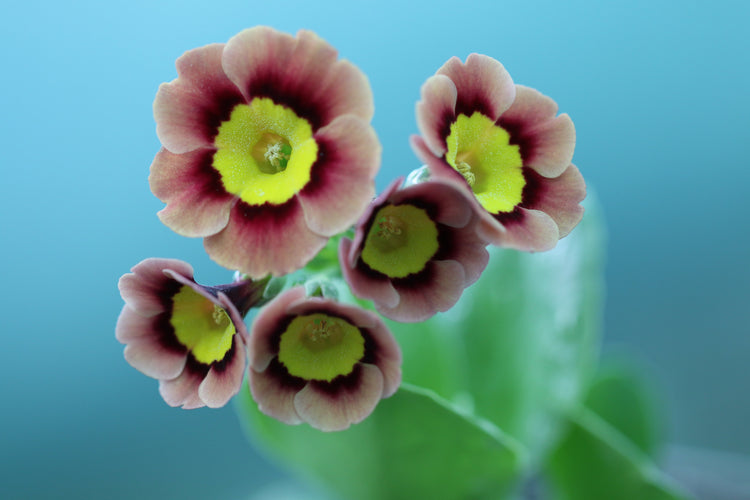 Auricula Alpine