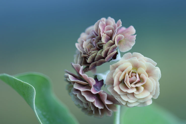 Auricula Double