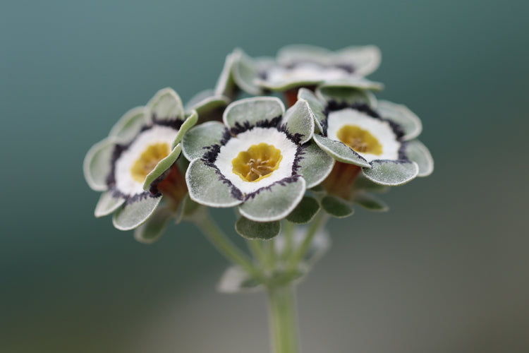 Auricula Edge