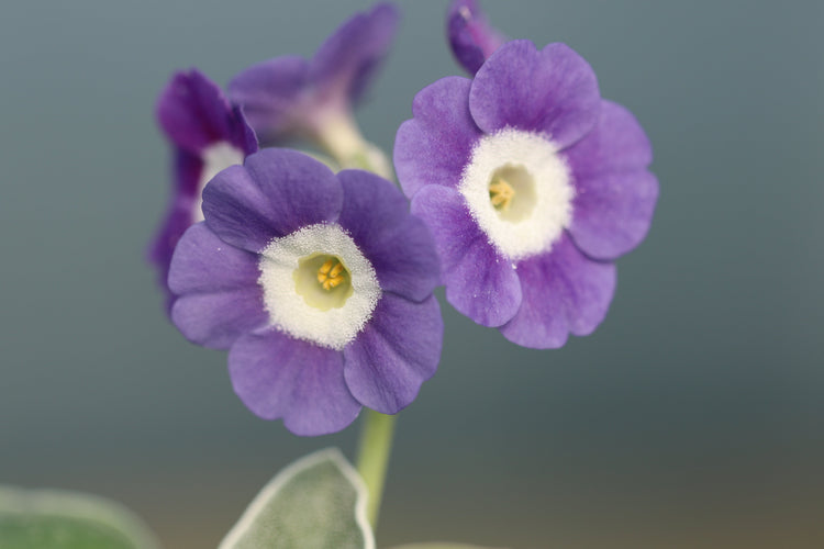 Auricula Self