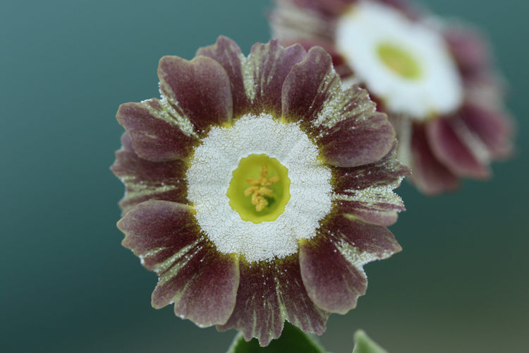 Auricula Stripe