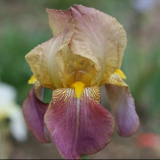 Bearded Iris