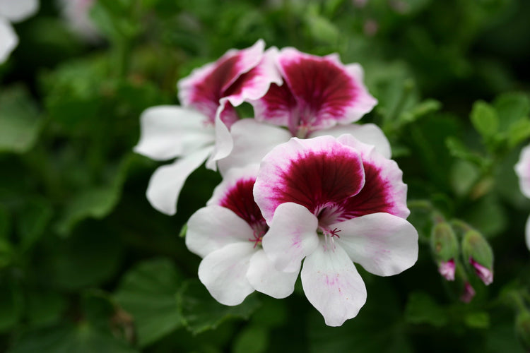 Pelargoniums Angel