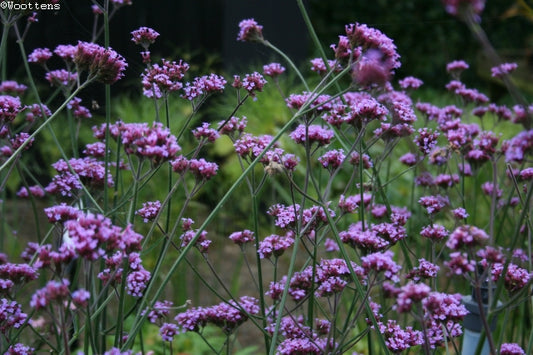 VERBENA bonariensis image 0