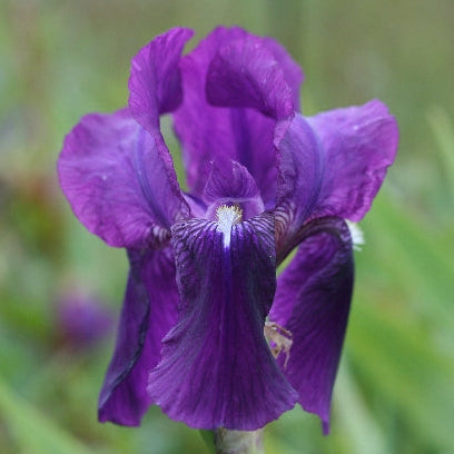 IRIS Black Magic image 0