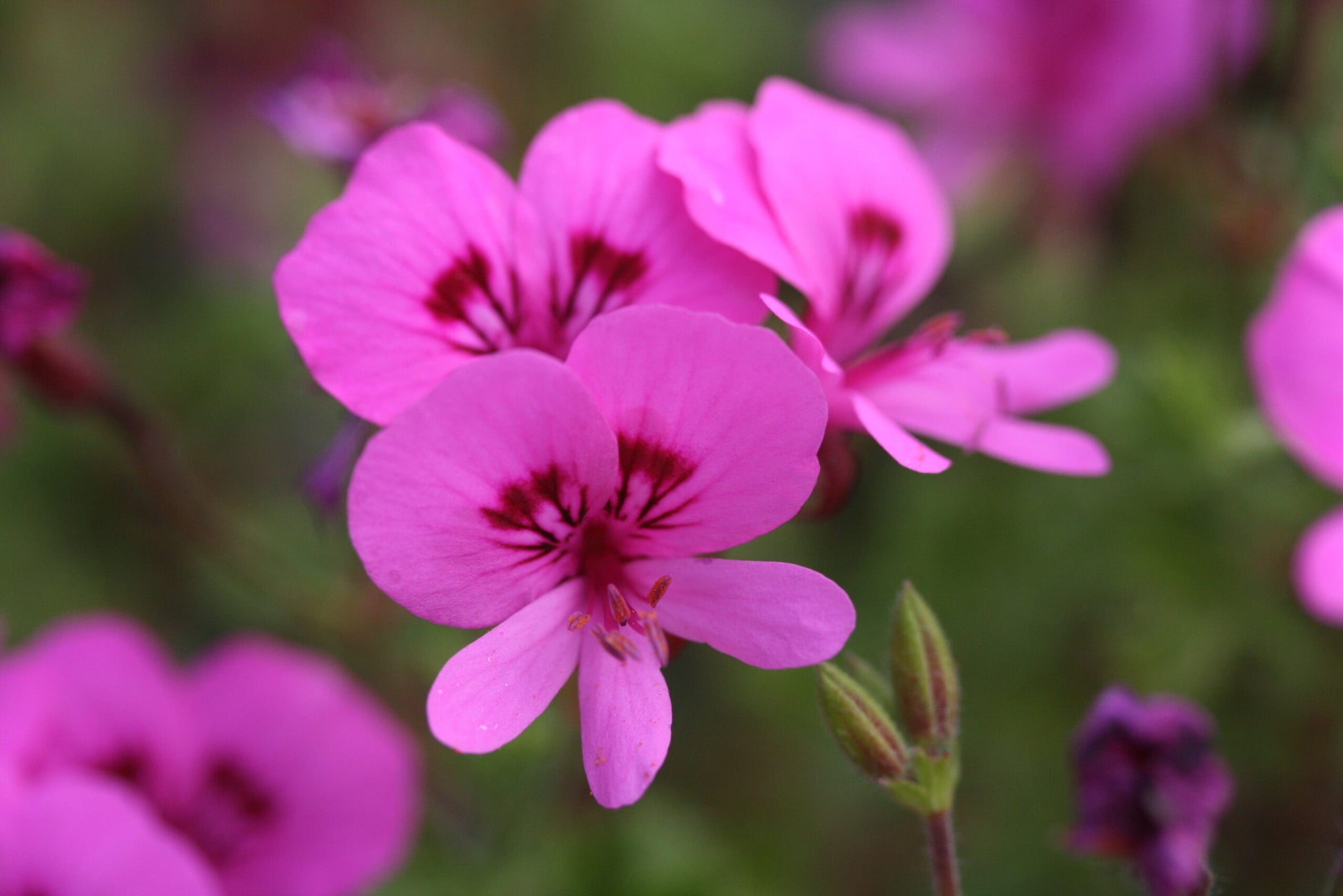 PELARGONIUM Limoneum image 0