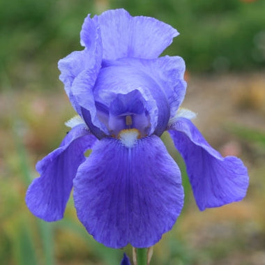 IRIS Blue Rhythm image 0