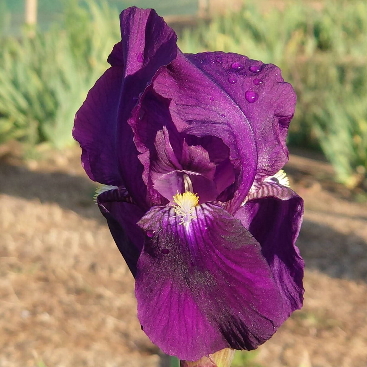 IRIS Crimson King image 0
