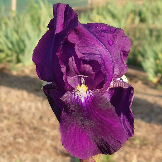 IRIS Crimson King image 0