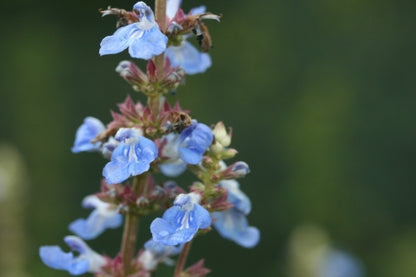 SALVIA uliginosa image 0