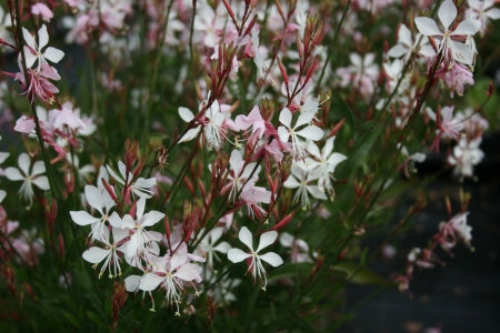 OENOTHERA lindheimeri Whirling Butterflies image 0