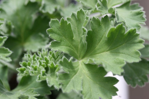 PELARGONIUM ignescens image 2