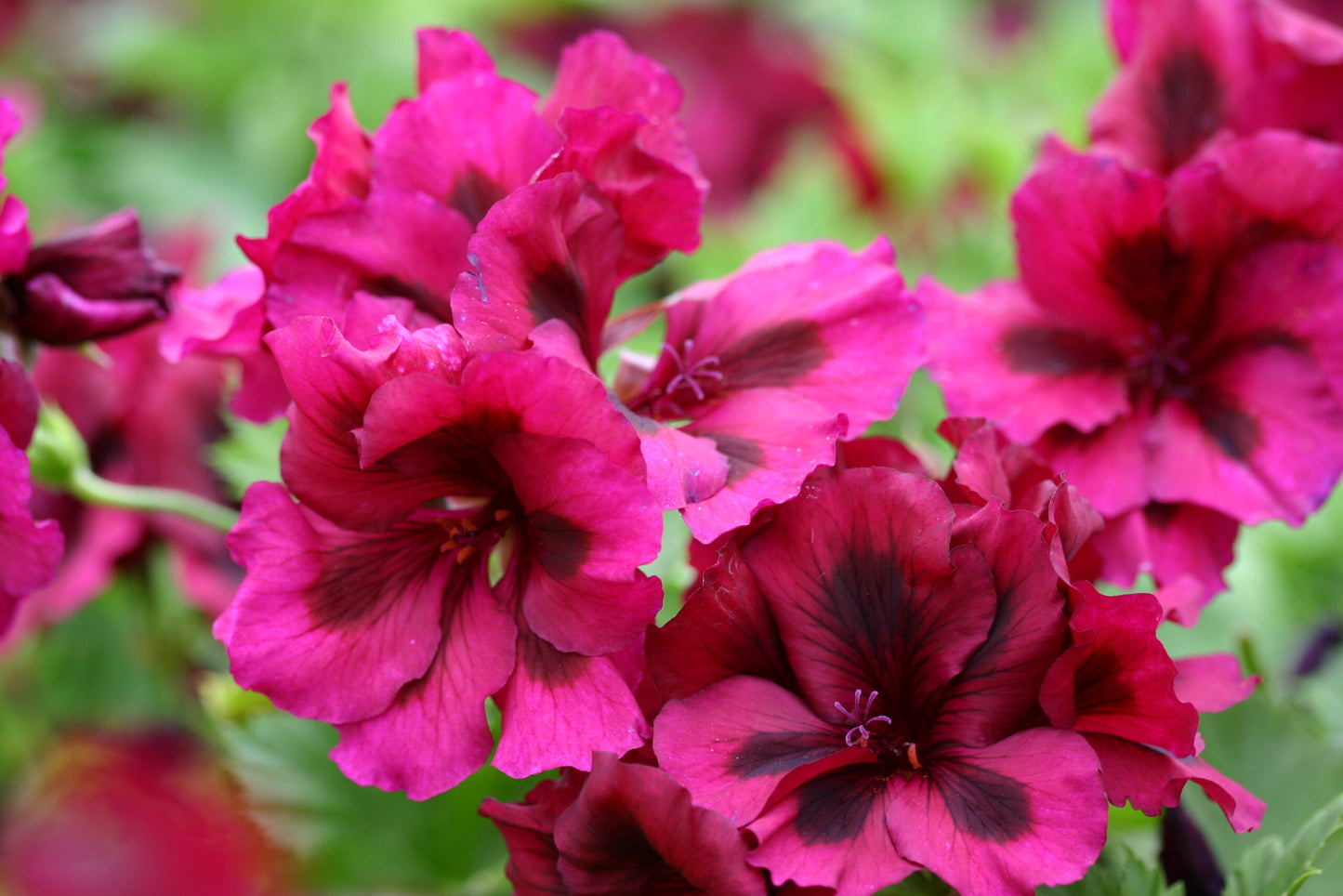 PELARGONIUM Dark Venus image 0