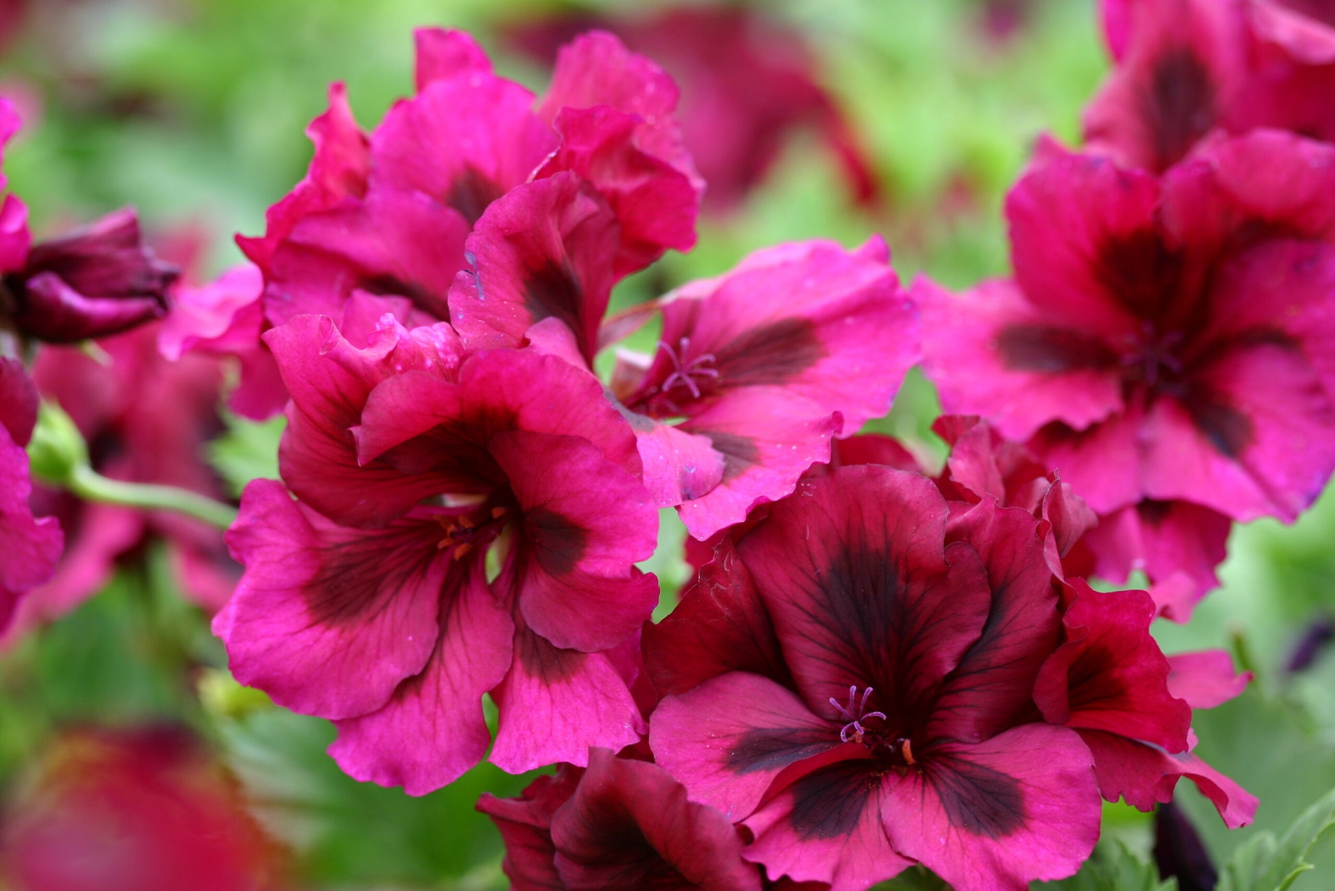 PELARGONIUM Dark Venus image 0