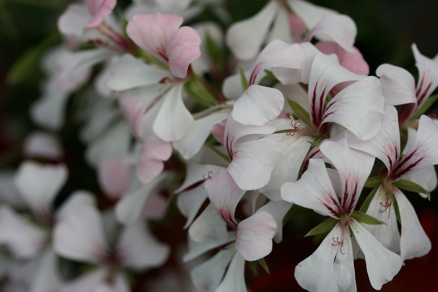 PELARGONIUM Ville de Dresden image 0